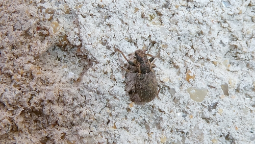 Sitona observed 2026-10-27