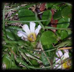 Scaevola hookeri
