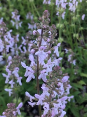 Stachys floridana