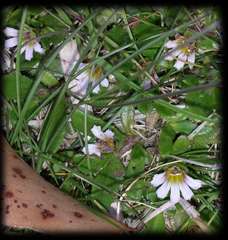 Scaevola hookeri