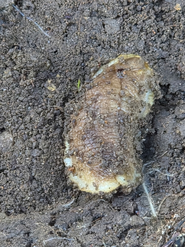 Testacella haliotidea observed 2026-10-27