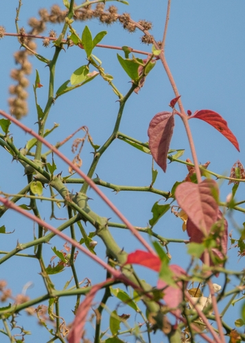 Pupalia lappacea, 2026-10-25