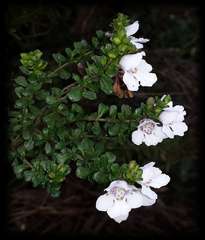 Prostanthera cuneata
