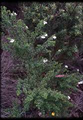 Prostanthera cuneata