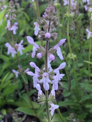 Stachys floridana