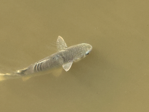 Mugil cephalus observed 2026-10-27
