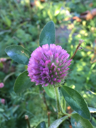 Trifolium pratense observed 2026-10-27