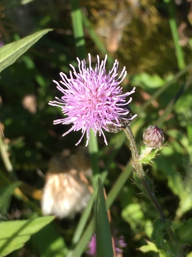 Cirsium arvense observed 2026-10-27