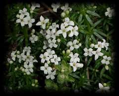 Asperula pusilla