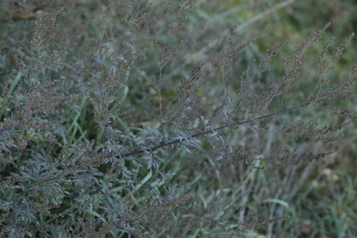 Artemisia vulgaris observed 2026-10-27
