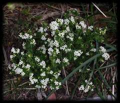 Asperula pusilla