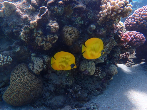Chaetodon semilarvatus observed 2026-10-15