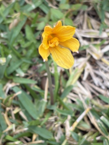 Zephyranthes rosea observed 2026-10-25