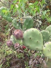 Opuntia rioplatense