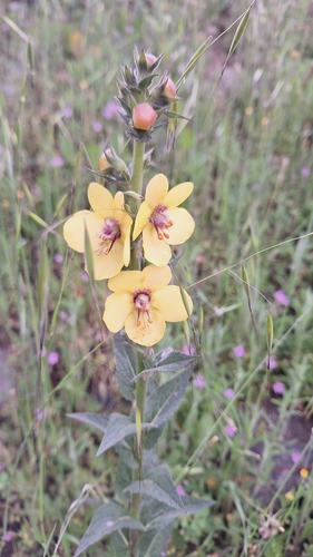 Verbascum virgatum observed 2026-10-26