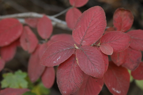 Viburnum lantana observed 2026-10-27