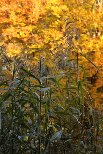 Canna observed 2026-10-27