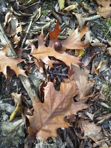 Quercus rubra, 2026-10-27