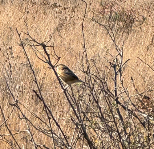 Cisticola juncidis, 2026-10-27