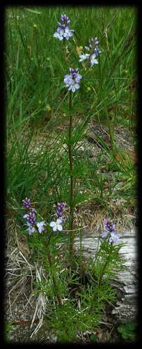 Image of Veronica nivea by (c) Russell Best, some rights reserved (CC BY)