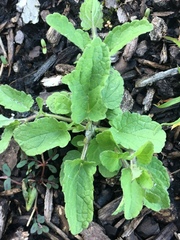 Stachys floridana