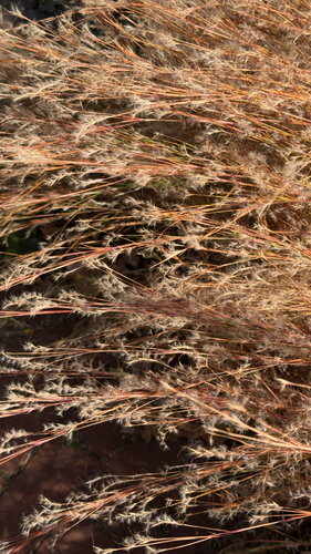 Schizachyrium scoparium observed 2026-10-27