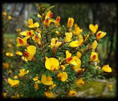 Pultenaea muelleri