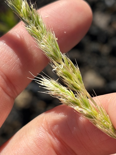 Trisetum glomeratum observed 2026-10-26