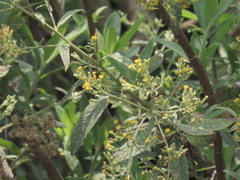 Blumea balsamifera