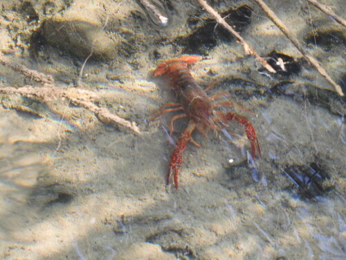 Procambarus clarkii observed 2026-10-27