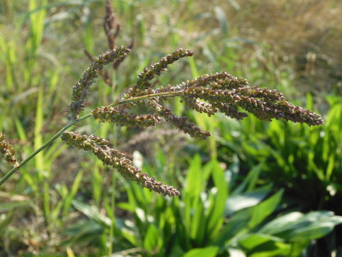 Echinochloa crus-galli observed 2026-10-27