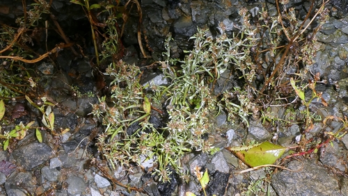Gnaphalium uliginosum observed 2026-10-27