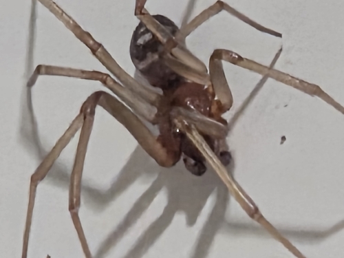 Steatoda grossa, 2026-10-27