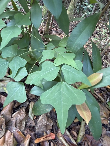 Erythrina observed 2026-10-27