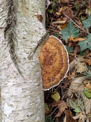 Daedaleopsis confragosa, 2026-10-27
