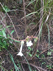 Sinningia tubiflora