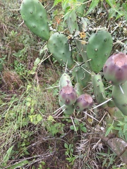 Opuntia rioplatense