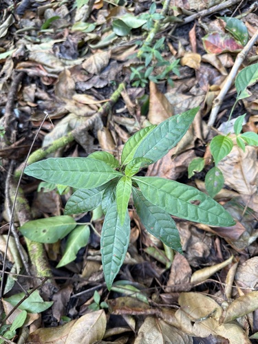 Psychotria observed 2026-10-27