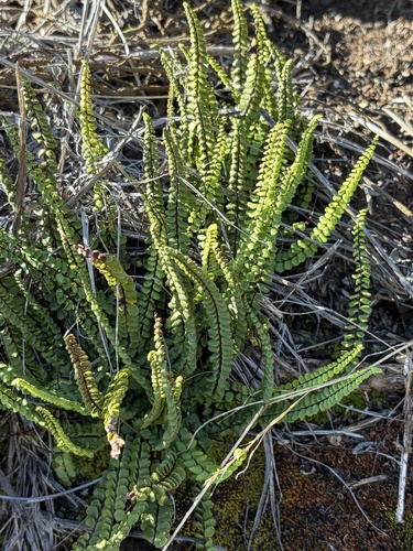 Asplenium observed 2026-10-26