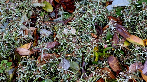 Gnaphalium uliginosum observed 2026-10-27