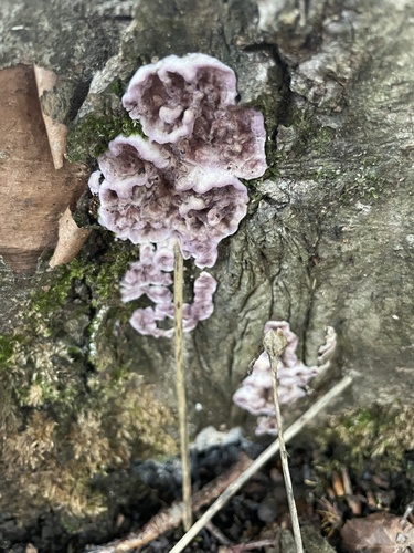 Chondrostereum purpureum, 2026-10-27