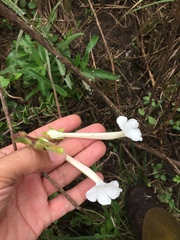 Sinningia tubiflora