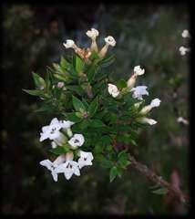 Epacris paludosa