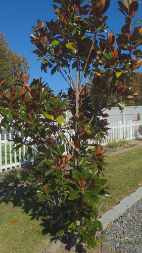 Magnolia observed 2026-10-27