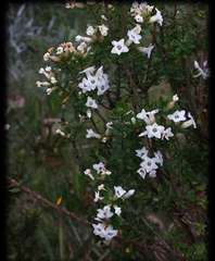 Epacris paludosa