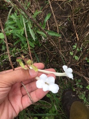Sinningia tubiflora