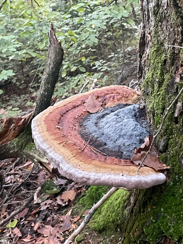 Fomitopsis pinicola observed 2026-10-27