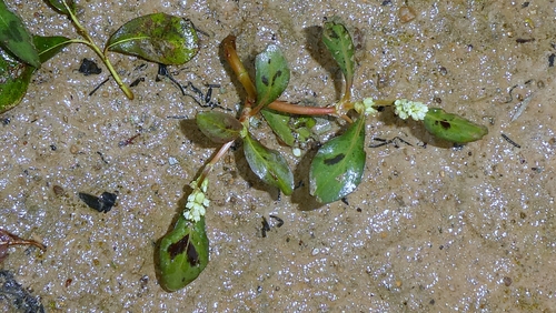 Xanthophyllum observed 2026-10-27