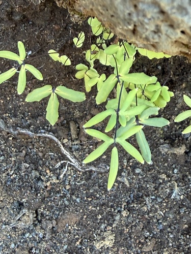 Cheilanthes, 2026-10-26