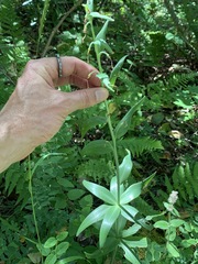 Lilium pardalinum pardalinum
